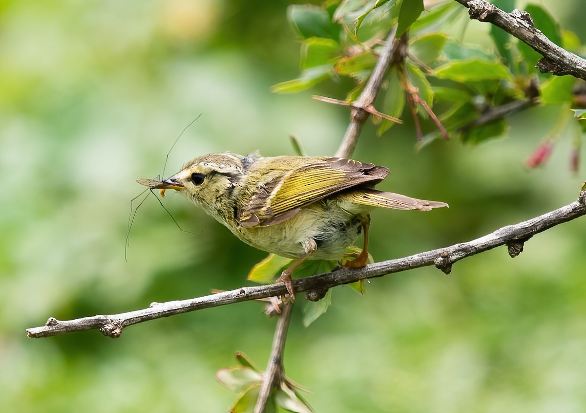 Mosquitero Dorsiclaro - ML621371029