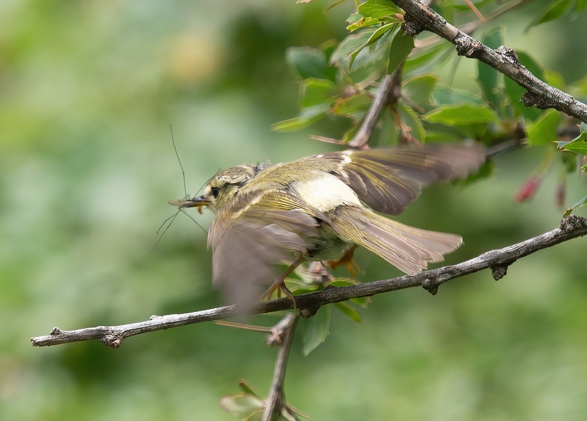 Lemon-rumped Warbler - ML621371030