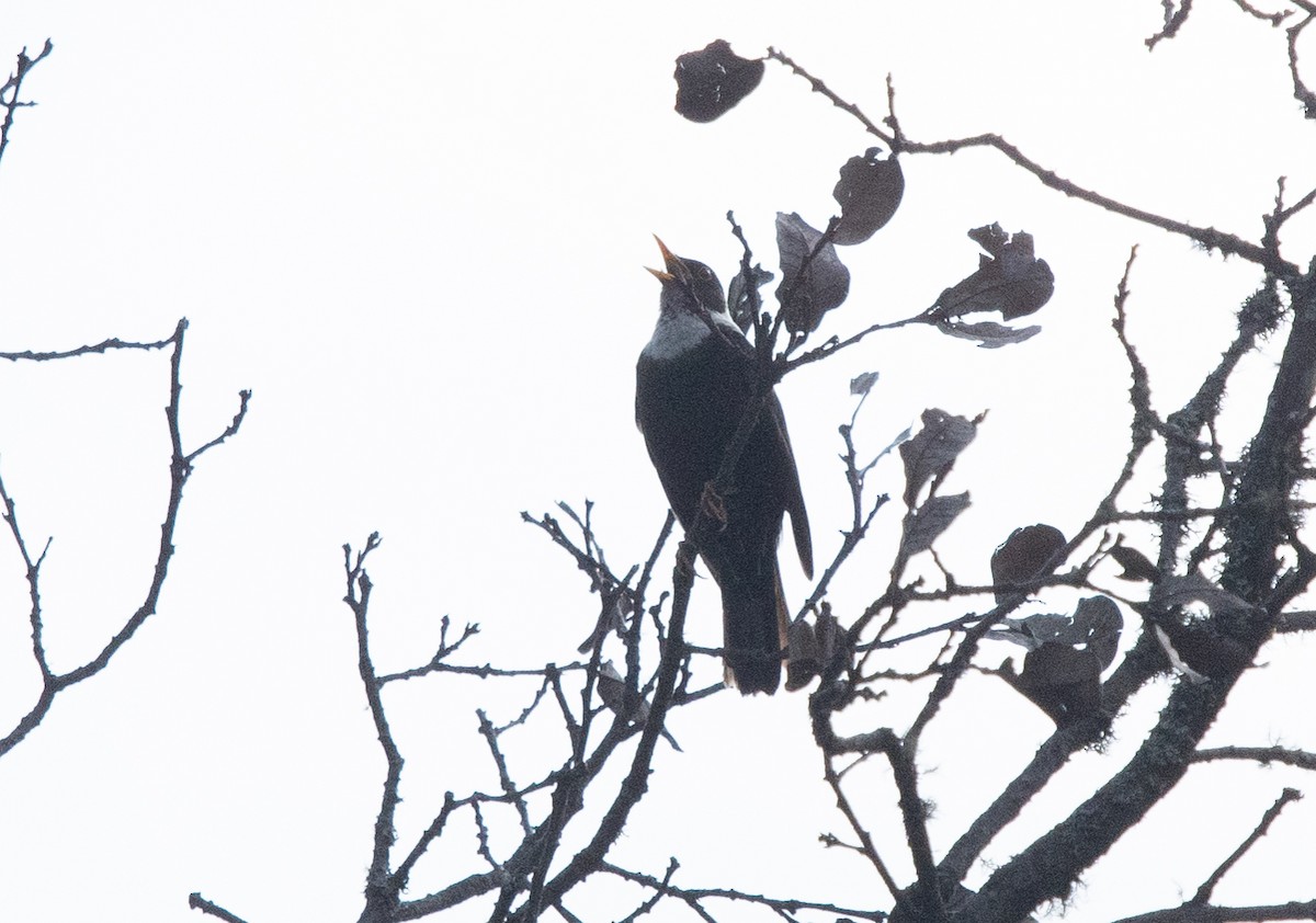 White-collared Blackbird - ML621371040