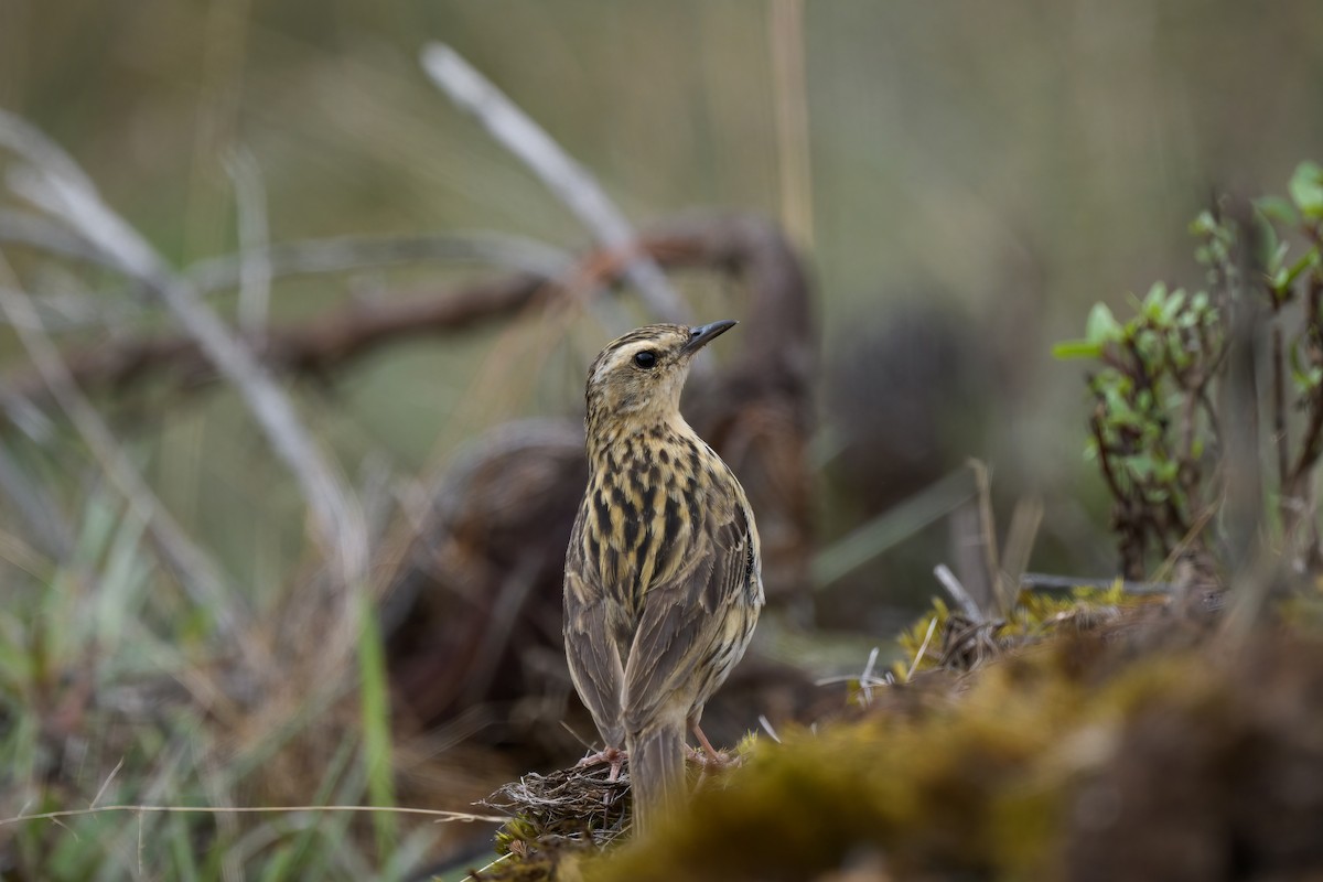 Bisbita de Los Nilgiri - ML621371050