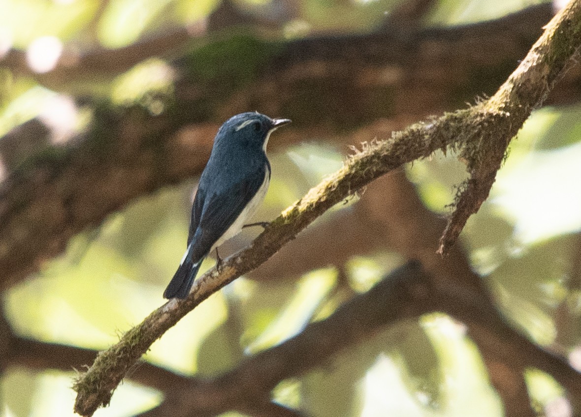 Ultramarine Flycatcher - ML621371107