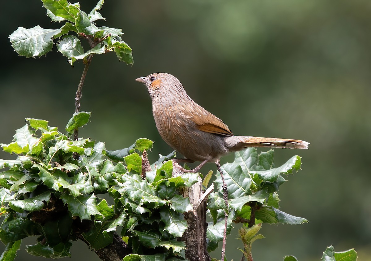 Streaked Laughingthrush - ML621371113