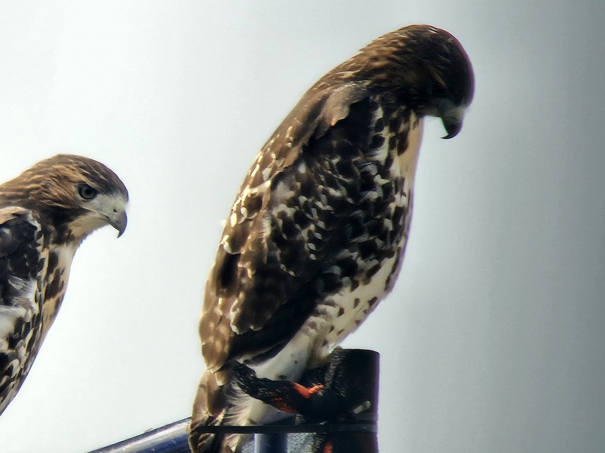 Red-tailed Hawk - ML621371129