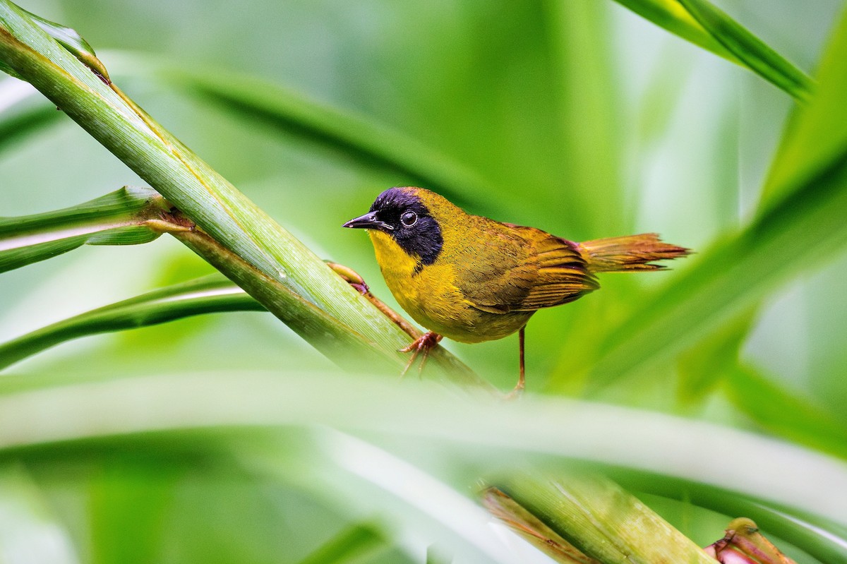 Olive-crowned Yellowthroat - ML621371157