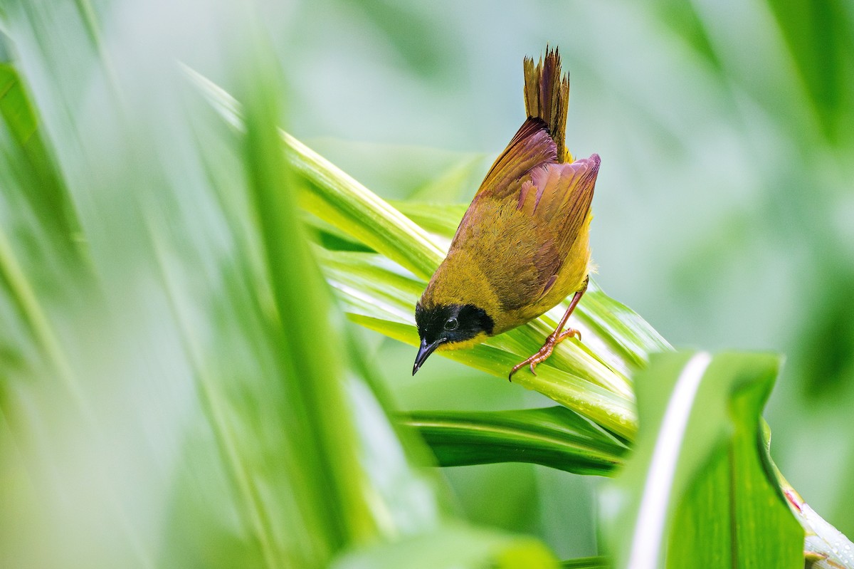 Olive-crowned Yellowthroat - ML621371158