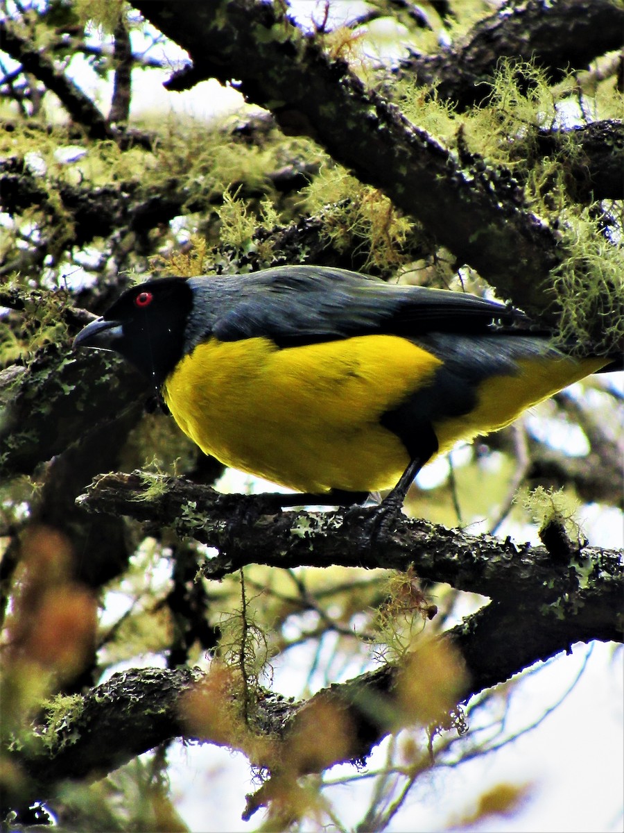 Hooded Mountain Tanager - ML621371166