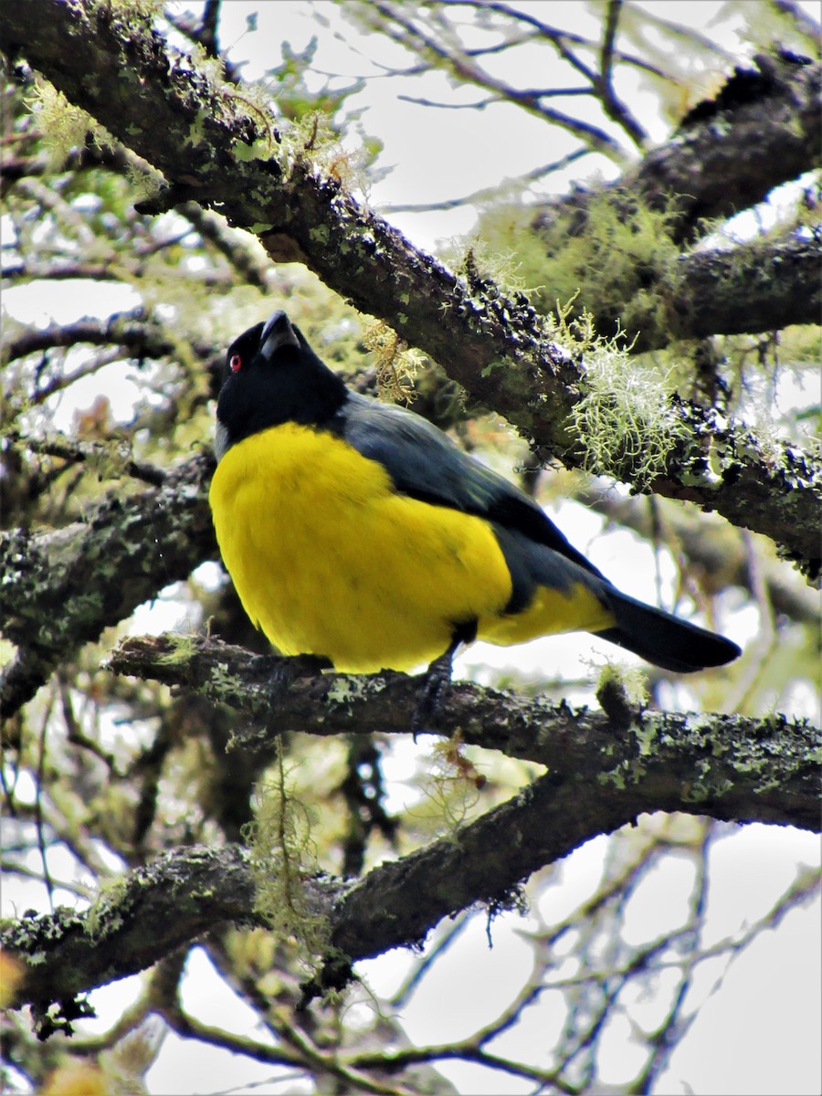 Hooded Mountain Tanager - ML621371171