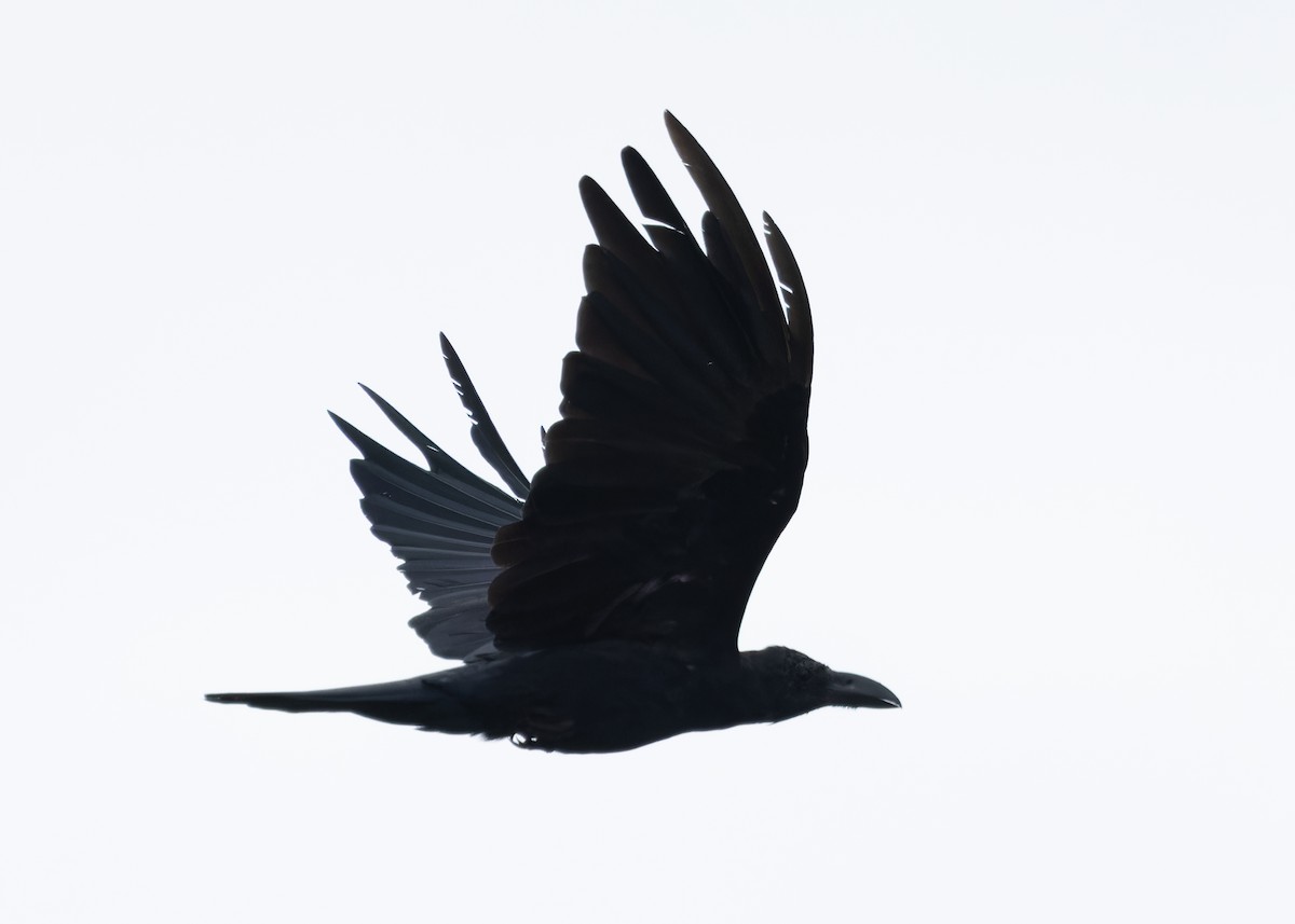 Large-billed Crow (Eastern) - ML621371175