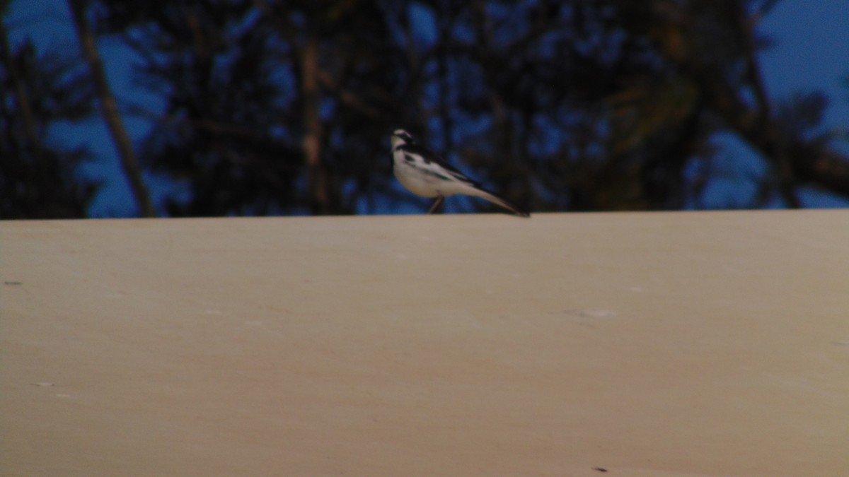 African Pied Wagtail - ML621371177