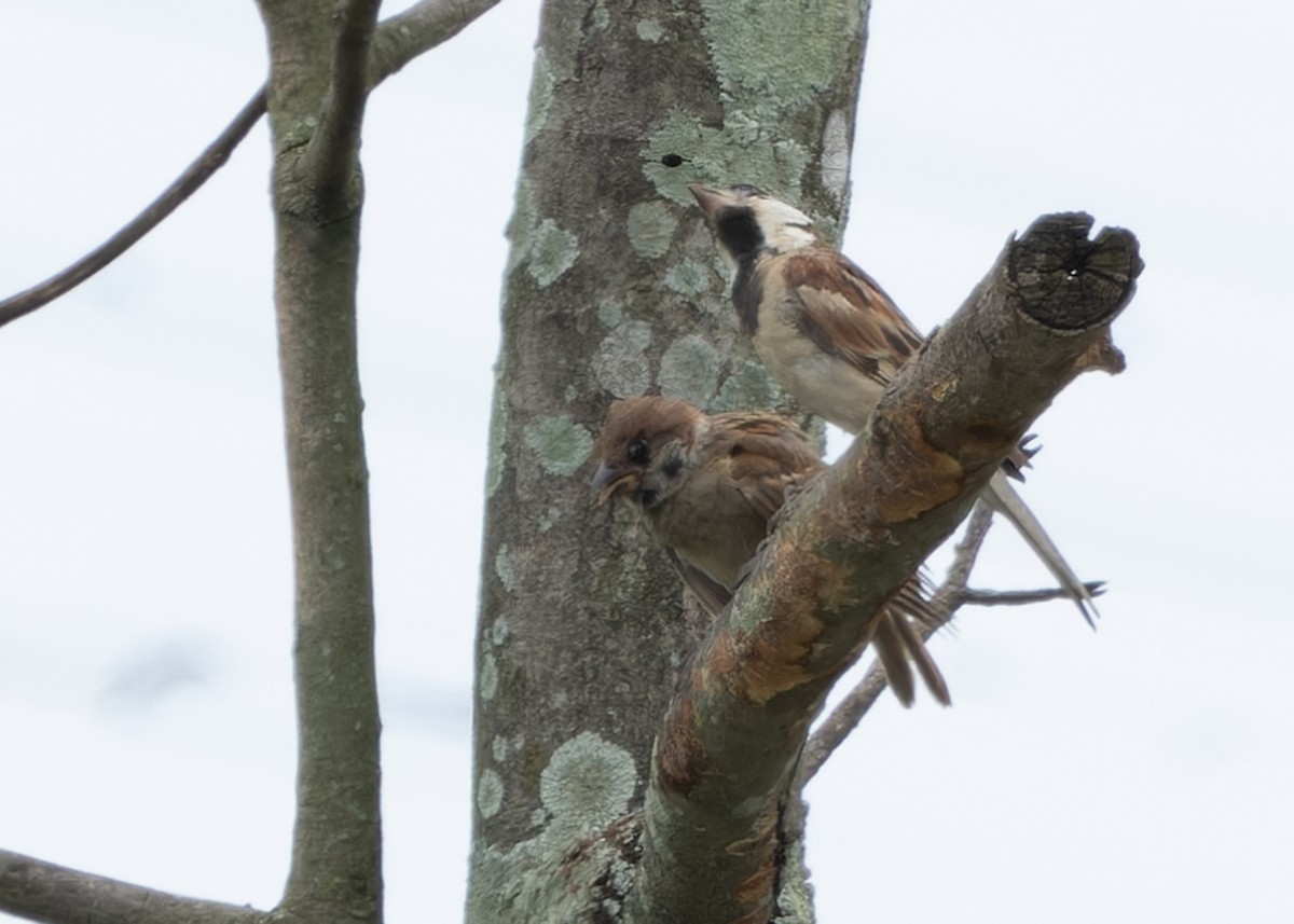 Eurasian Tree Sparrow - ML621371205