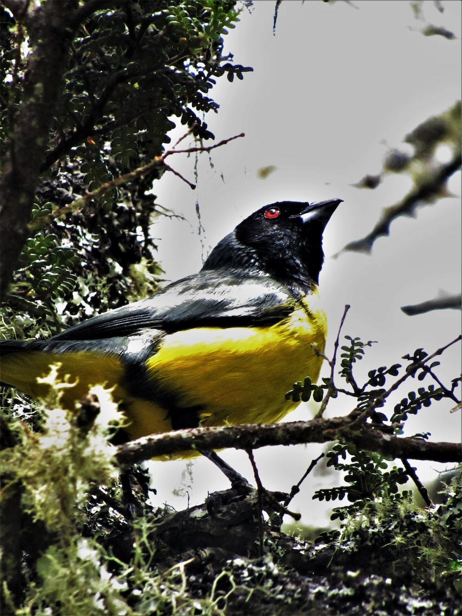 Hooded Mountain Tanager - ML621371215