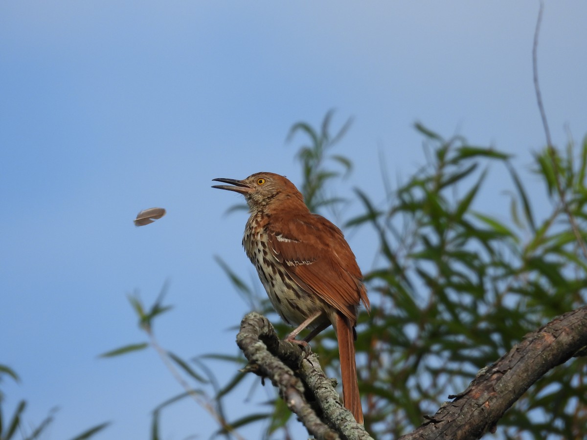 Brown Thrasher - ML621371218