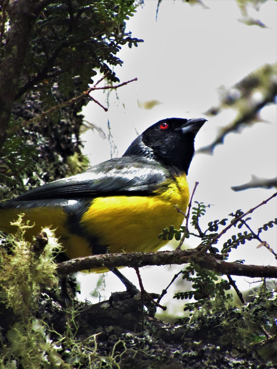 Hooded Mountain Tanager - ML621371219