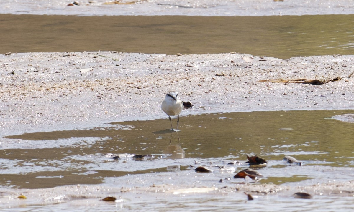 White-fronted Plover - ML621371222