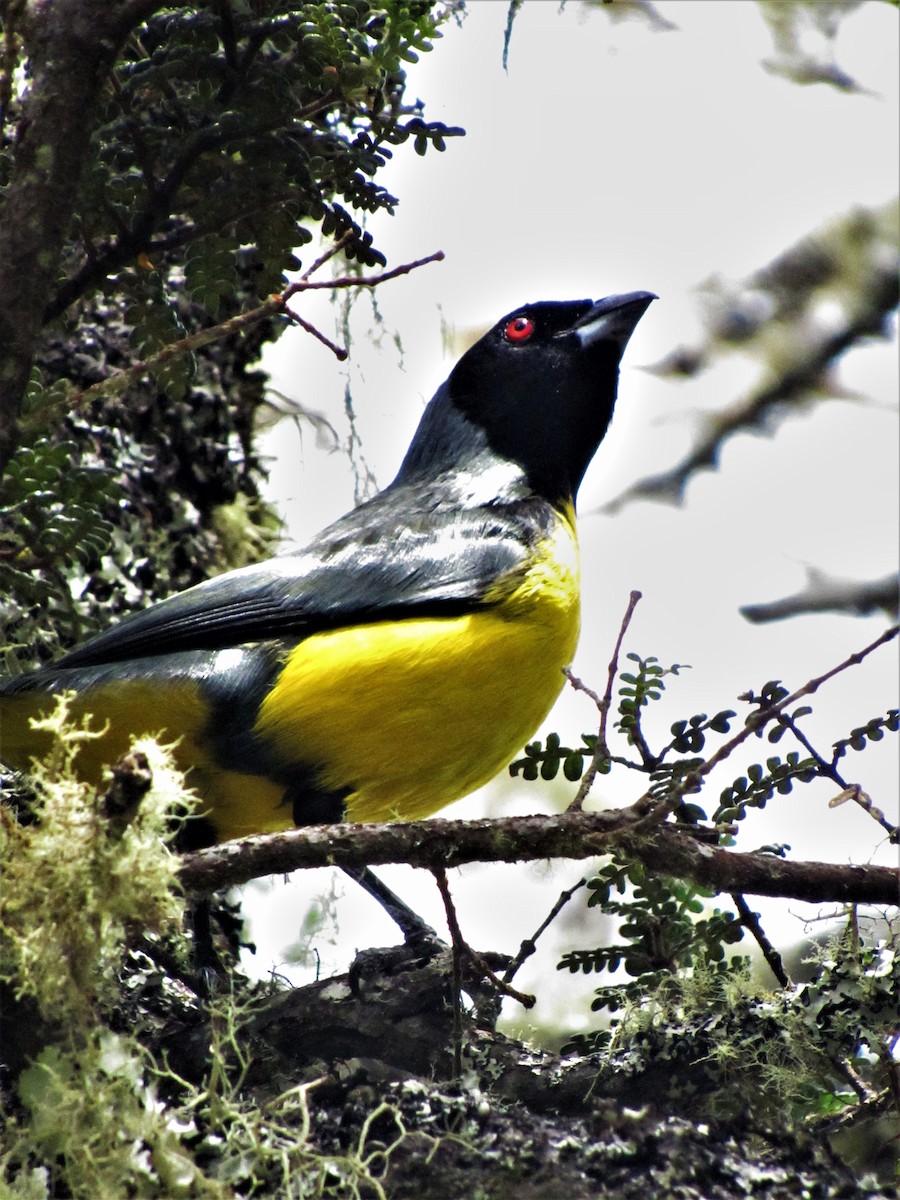 Hooded Mountain Tanager - ML621371225