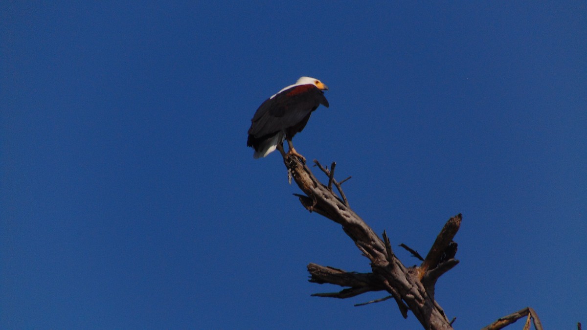 African Fish-Eagle - ML621371263