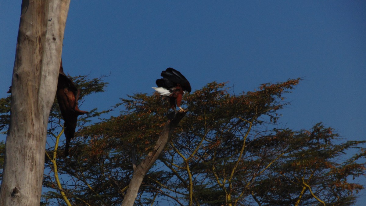 African Fish-Eagle - ML621371265