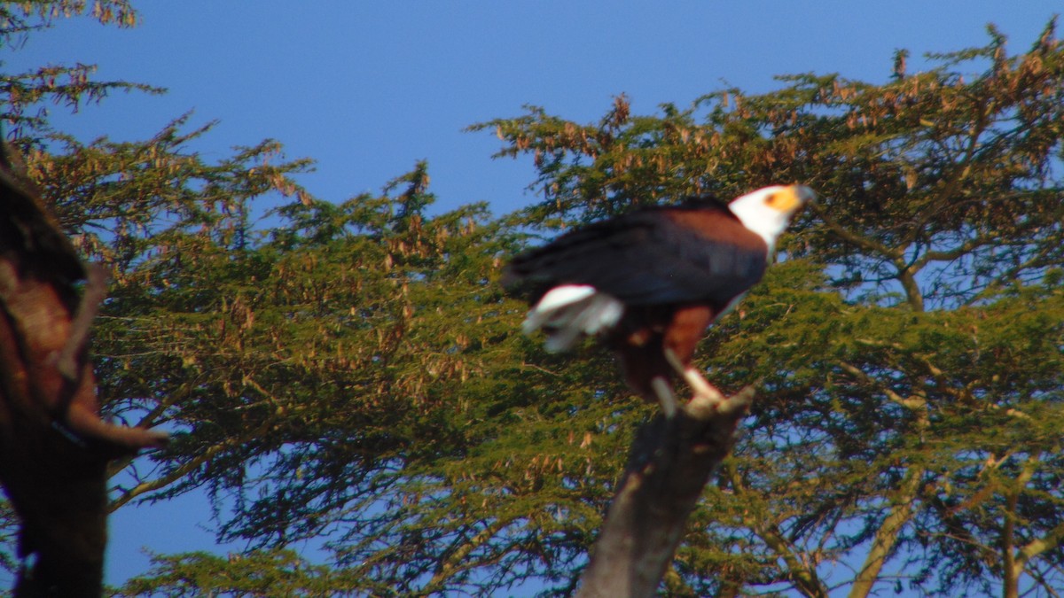 African Fish-Eagle - ML621371266