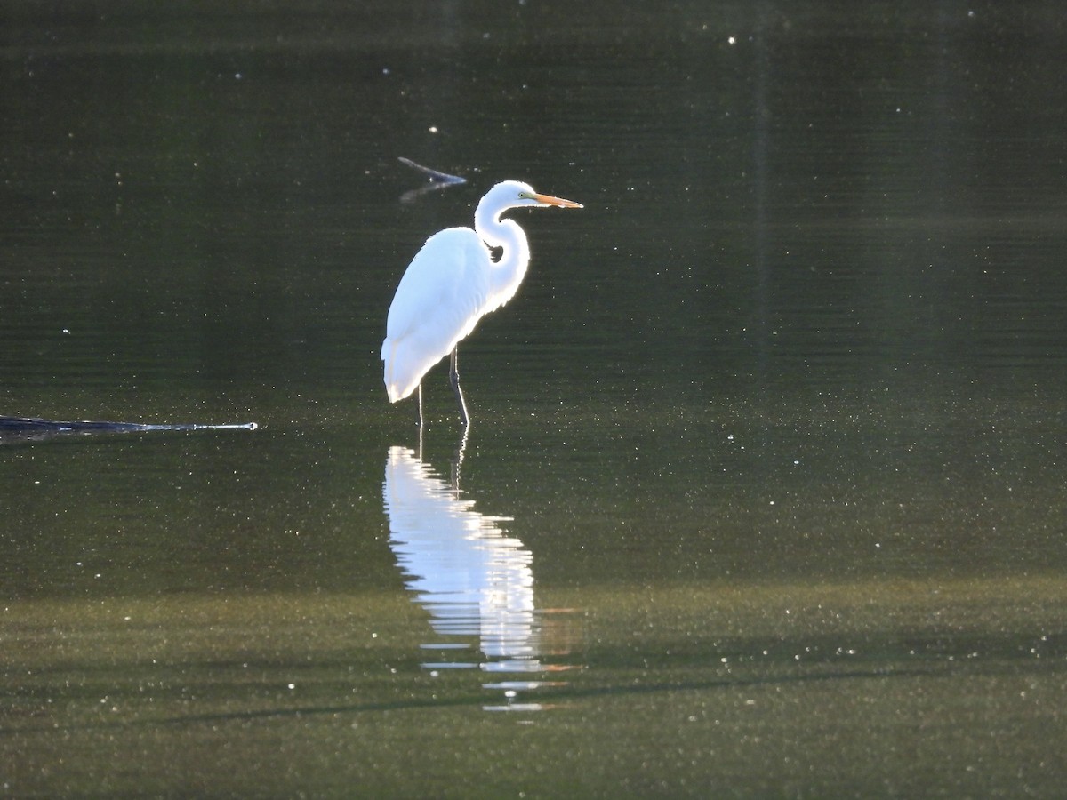 Great Egret - Patty McQuillan