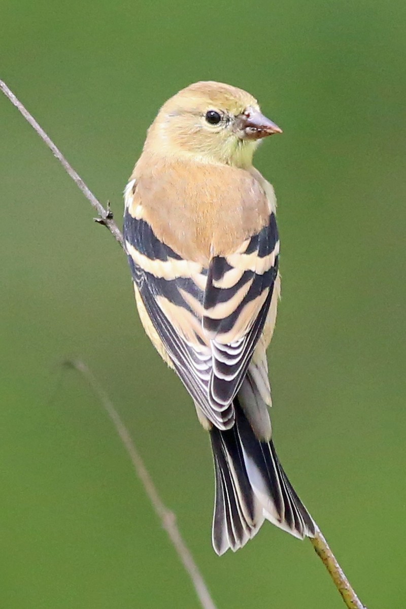 Altın İskete - ML621371327