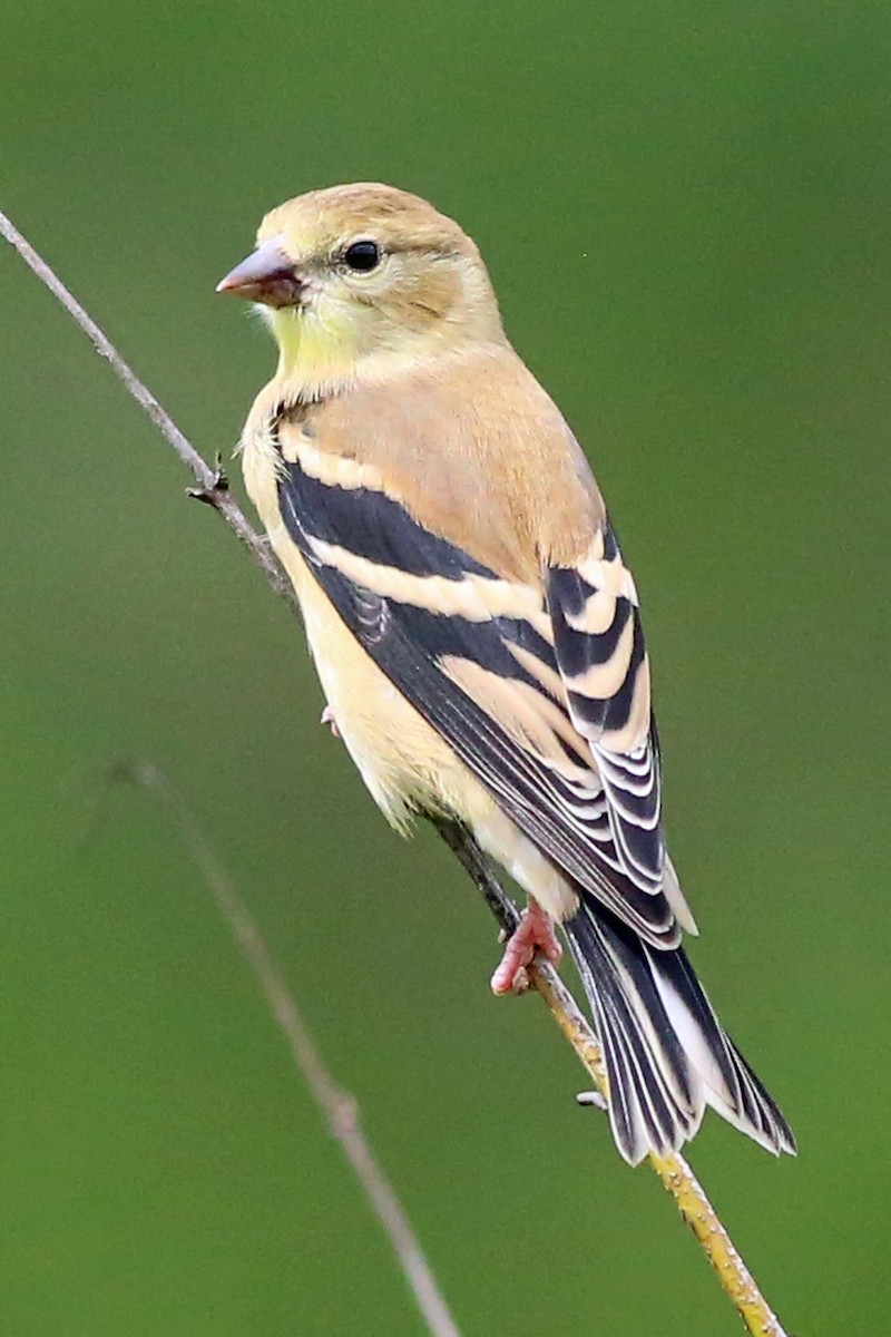 American Goldfinch - ML621371328