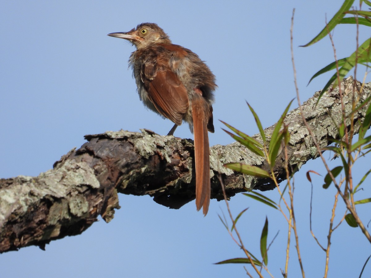 Brown Thrasher - ML621371357