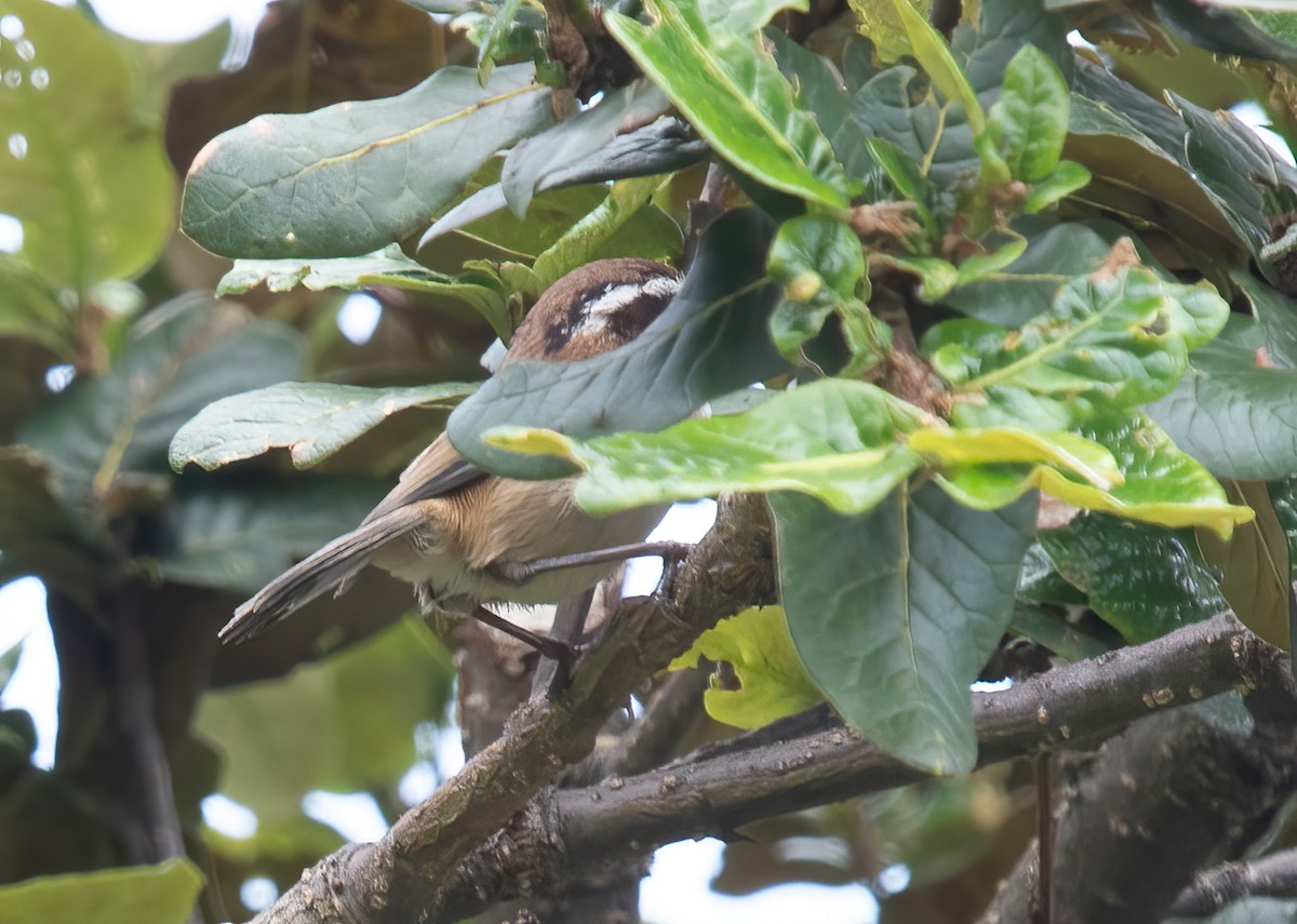 White-browed Fulvetta - ML621371395