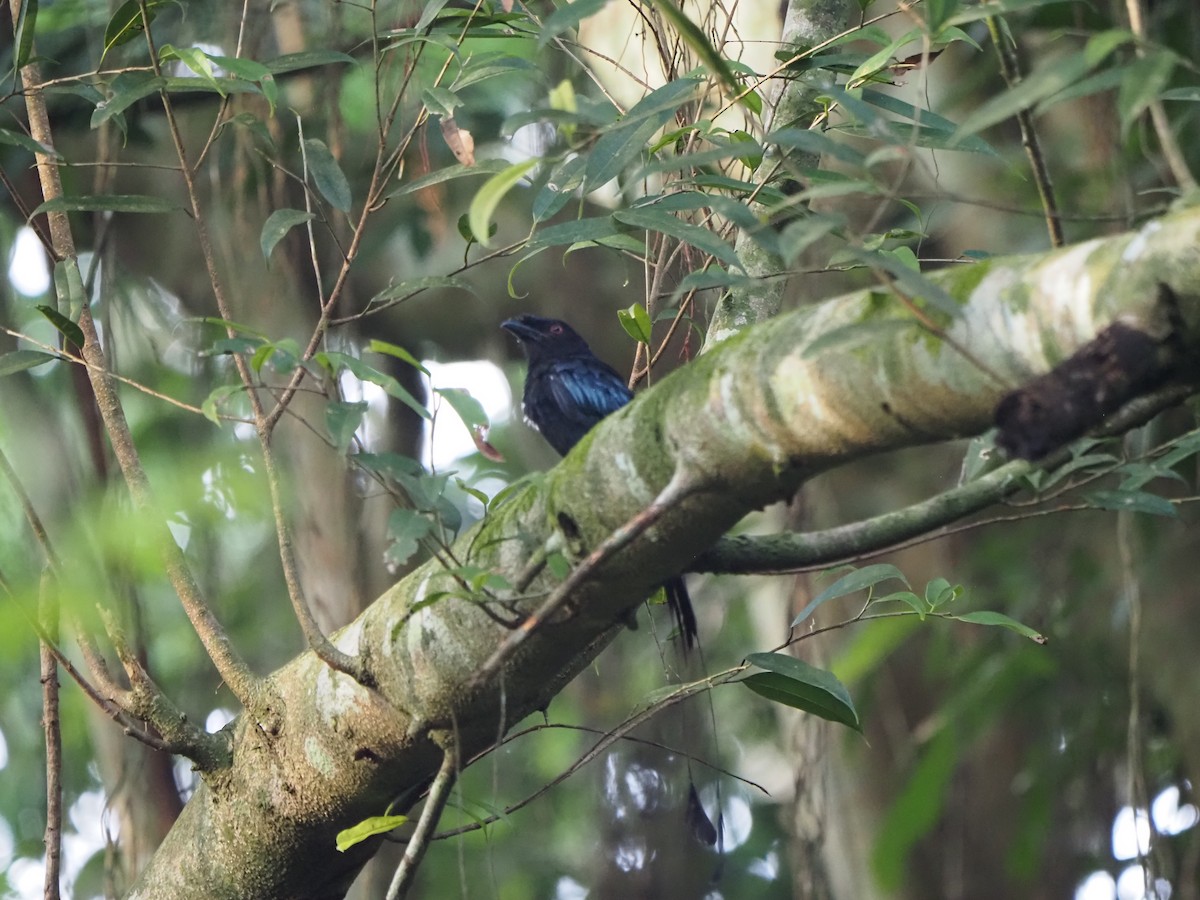 Greater Racket-tailed Drongo - ML621371402