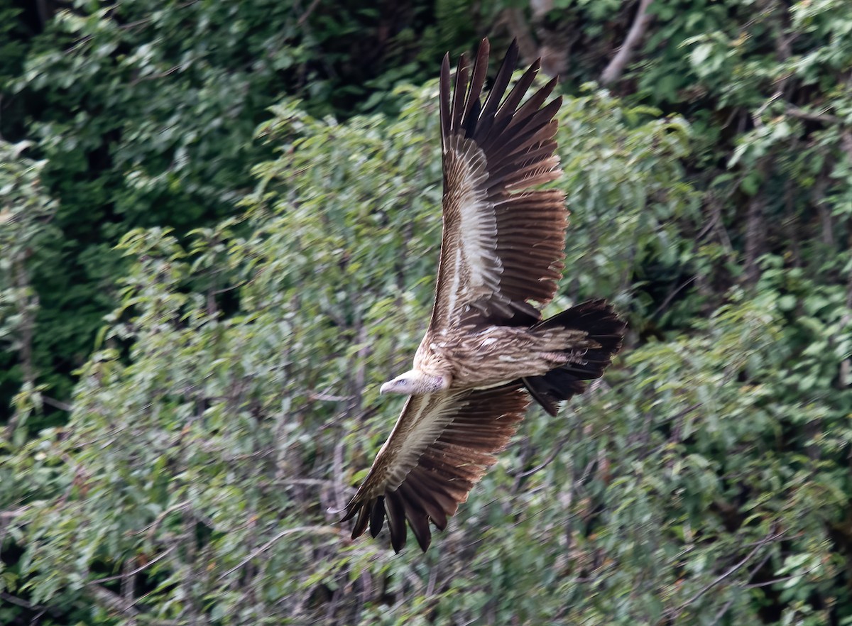 Himalayan Griffon - ML621371404