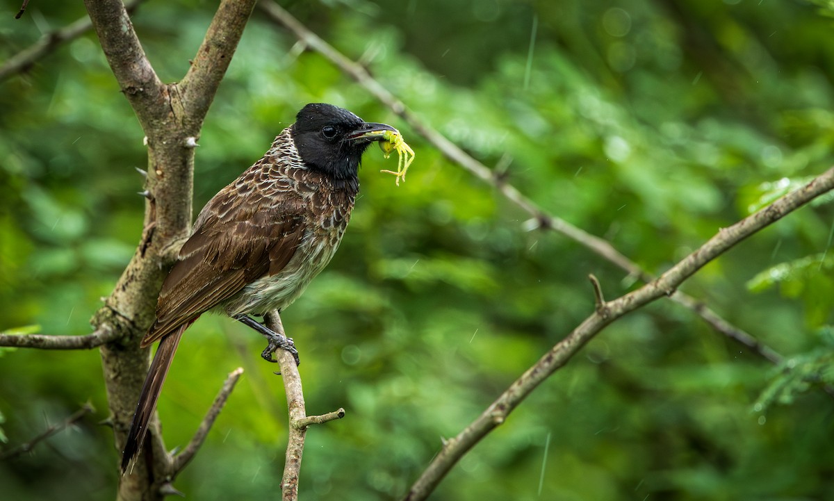 Red-vented Bulbul - ML621371601