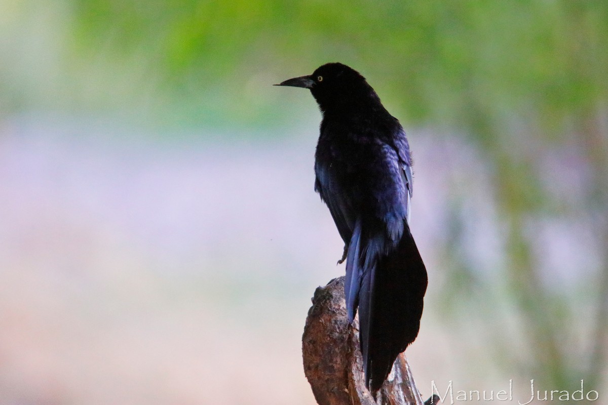 Great-tailed Grackle - ML621371604