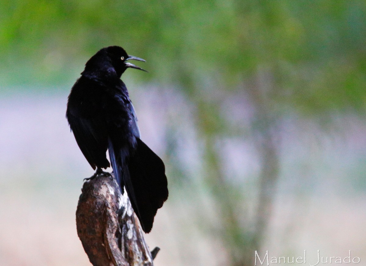 Great-tailed Grackle - ML621371605