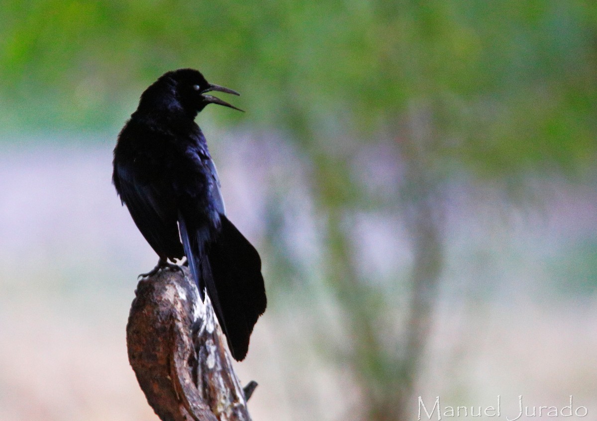 Great-tailed Grackle - ML621371606