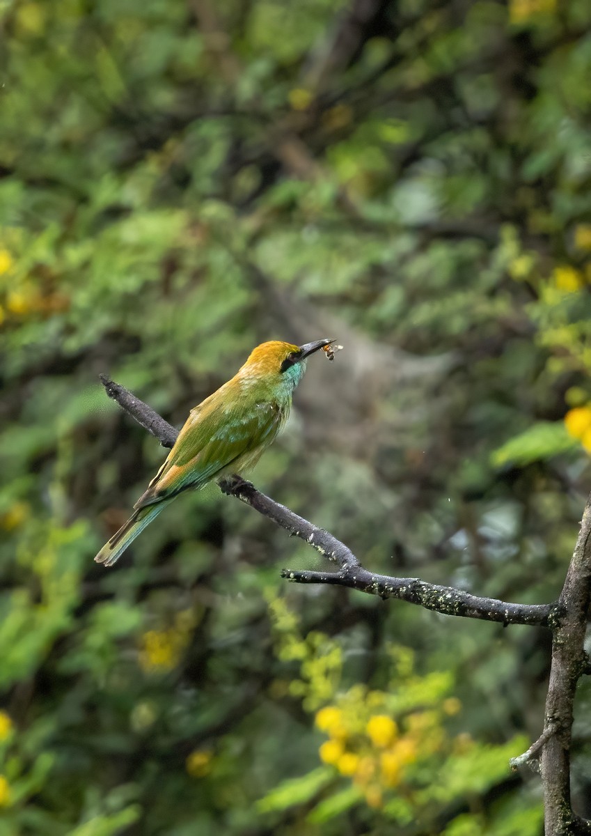 Asian Green Bee-eater - ML621371620
