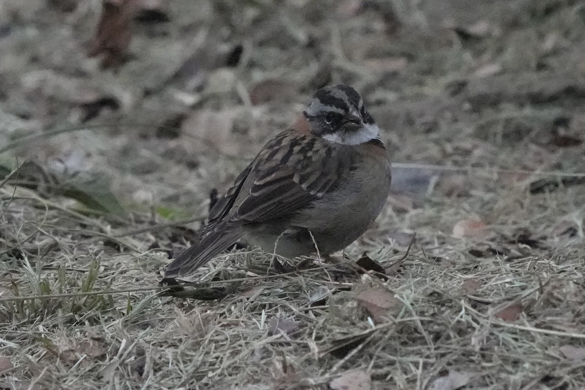 Rufous-collared Sparrow - ML621371633