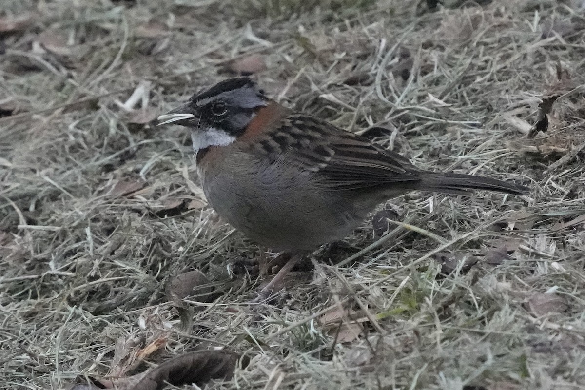 Rufous-collared Sparrow - ML621371634
