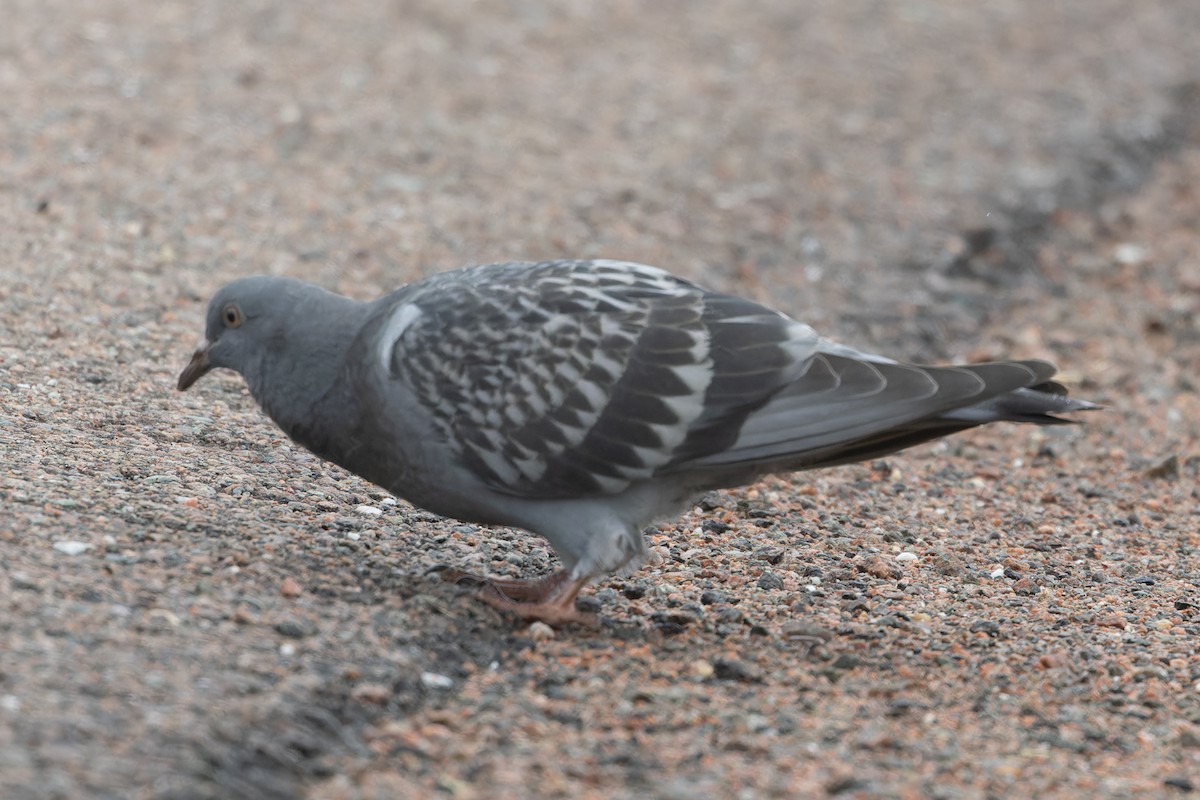 Rock Pigeon (Feral Pigeon) - ML621371671