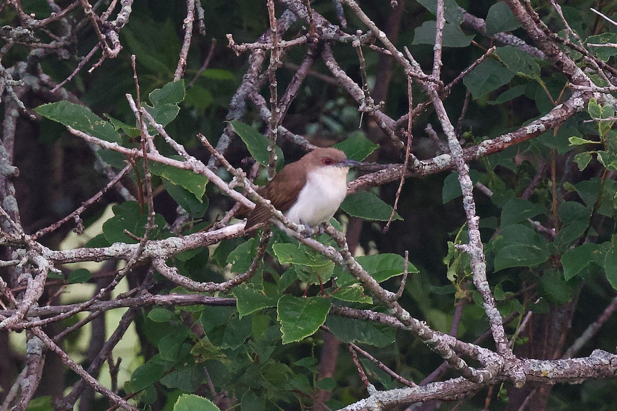 קוקיה שחורת-מקור - ML621371682