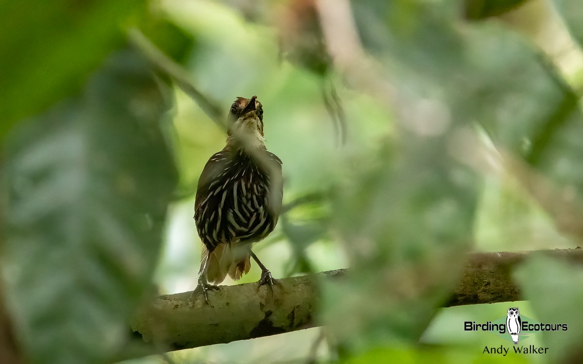 Falcated Wren-Babbler - ML621371749