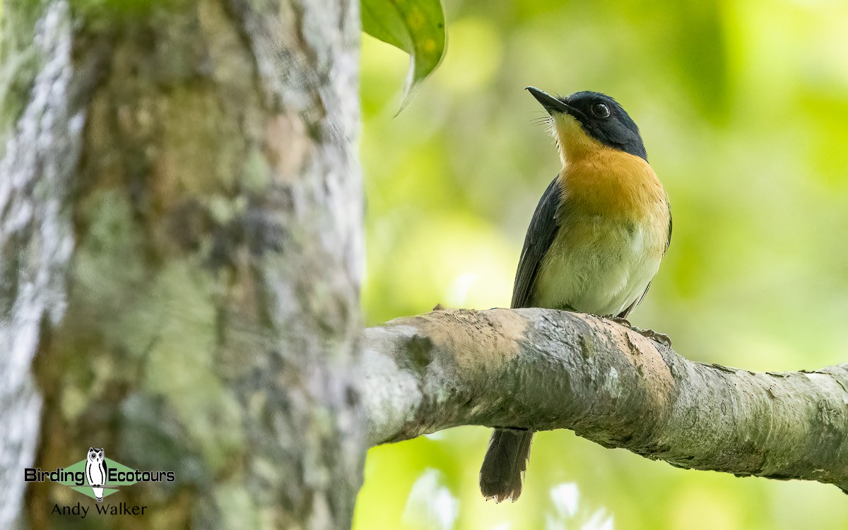 Palawan Blue Flycatcher - ML621371755