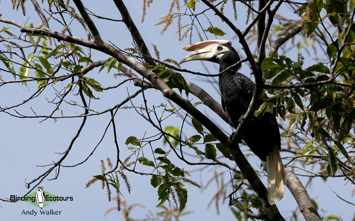 Palawan Hornbill - ML621371772