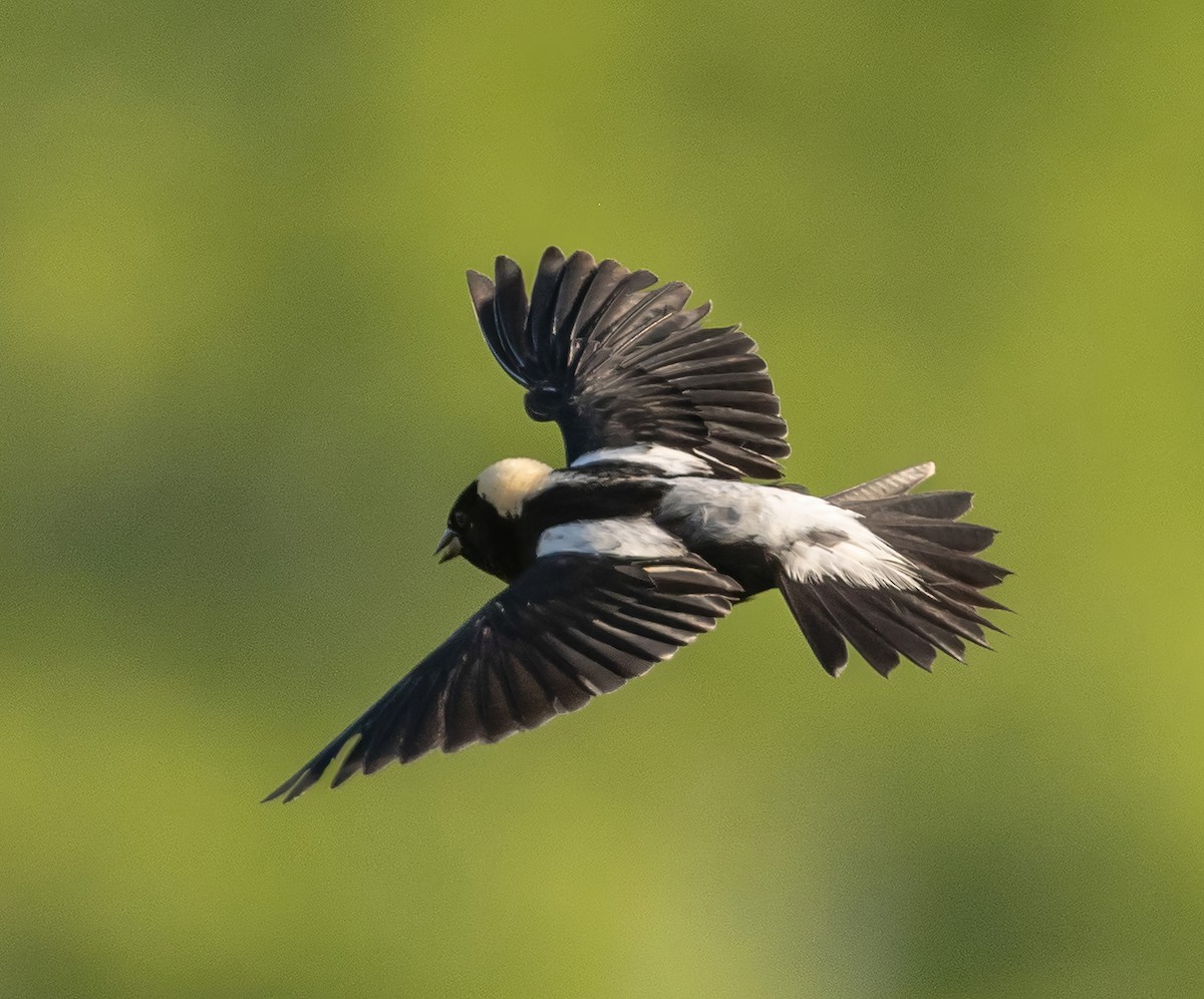 Bobolink - ML621371773