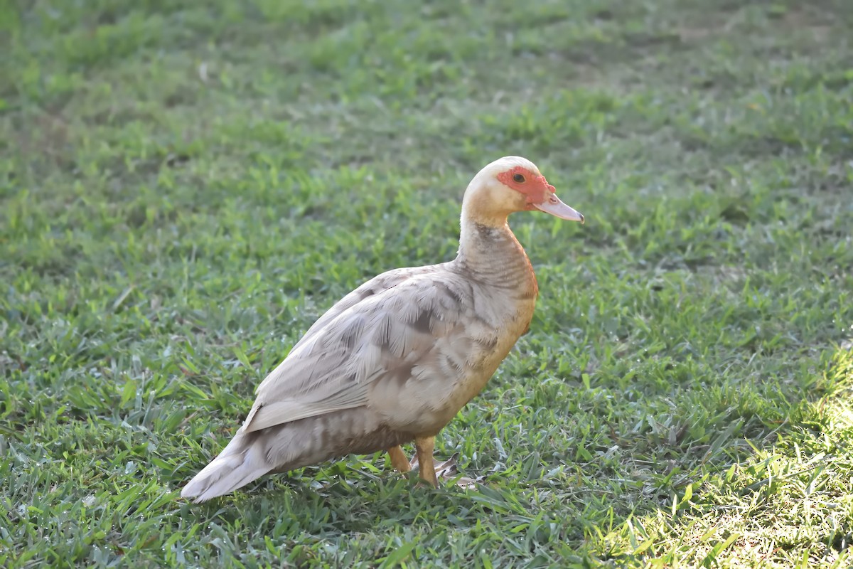 Muscovy Duck (Domestic type) - ML621371786
