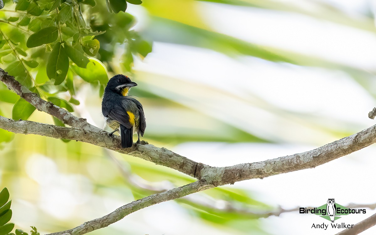 Palawan Flowerpecker - ML621371790