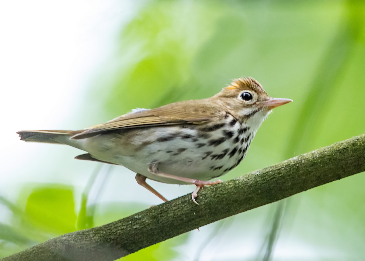 Ovenbird - ML621371796