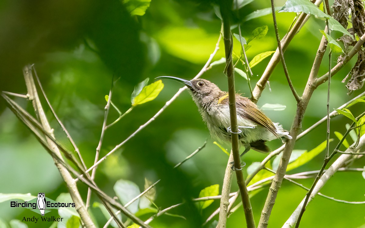 Pale Spiderhunter - ML621371797