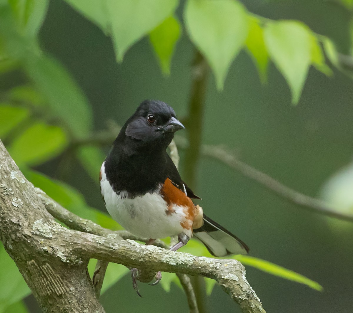 Eastern Towhee - ML621371804