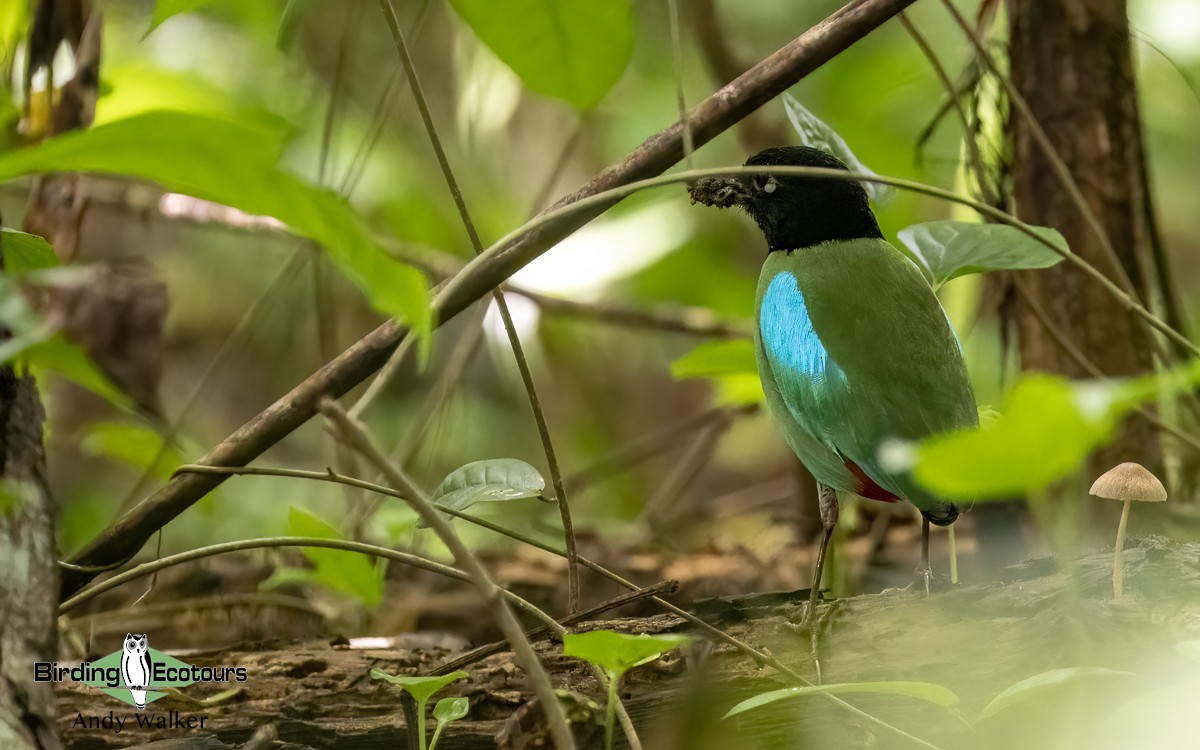 Western Hooded Pitta (Philippine) - ML621371807