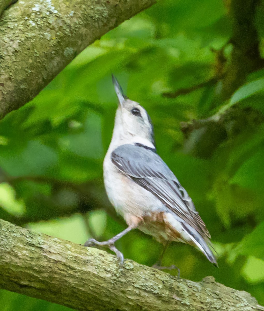White-breasted Nuthatch - ML621371813