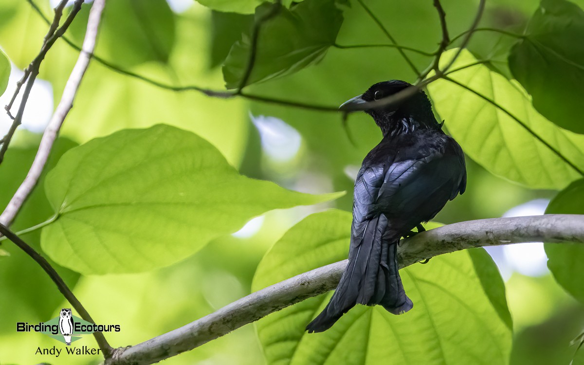 Palawan Drongo (Palawan) - ML621371871